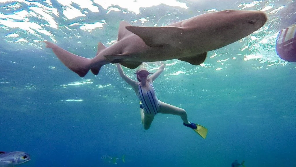 hol chan marine reserve things to do in san pedro belize